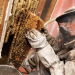 Bee and hive removal from interior home wall